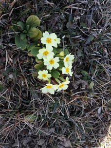 Tonya Çayıriçi Köyü Resimleri 11