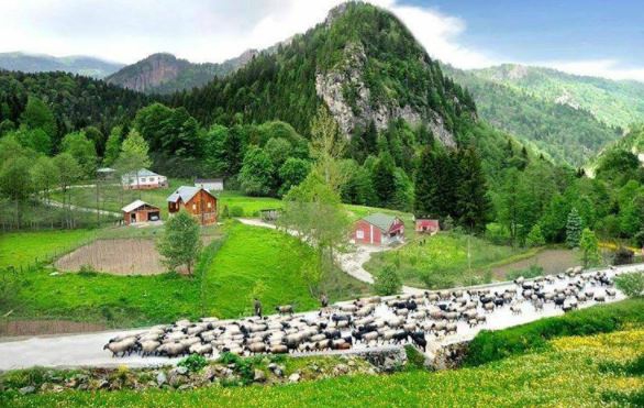 Tonya Çayıriçi Köyü Resimleri 23