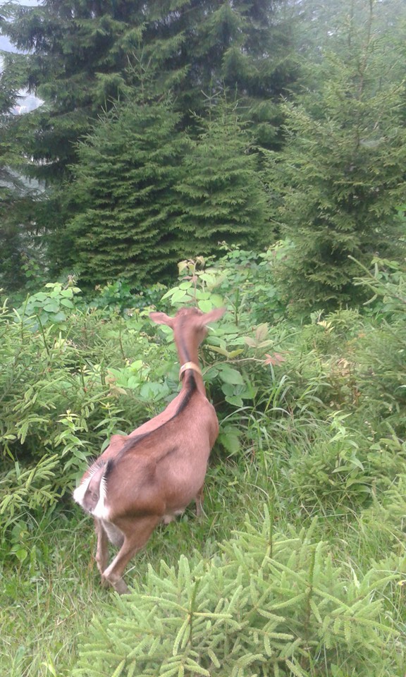 Tonya Çayıriçi Köyü Resimleri 29