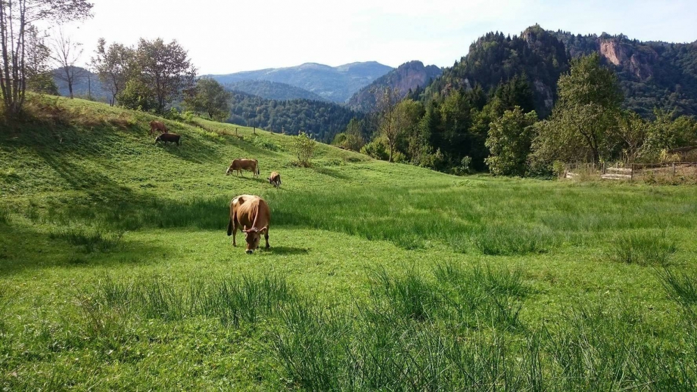 Tonya Çayıriçi Köyü Resimleri 32