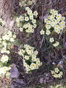 Tonya Çayıriçi Köyü Resimleri 8