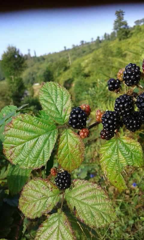 Tonya Hoşarlı Köyü Resimleri 10