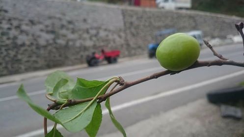 Tonya Hoşarlı Köyü Resimleri 16