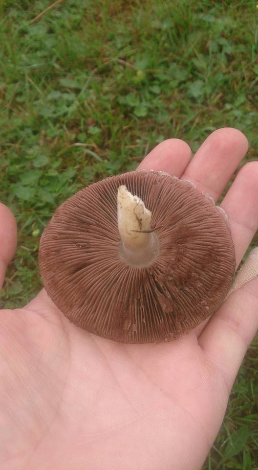 Tonya Hoşarlı Köyü Resimleri 22