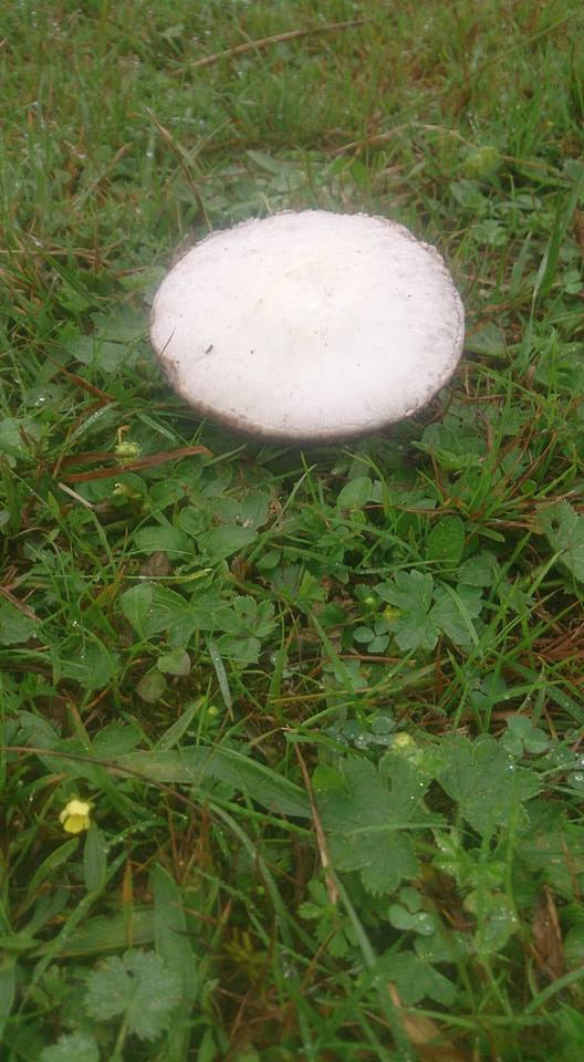 Tonya Hoşarlı Köyü Resimleri 43