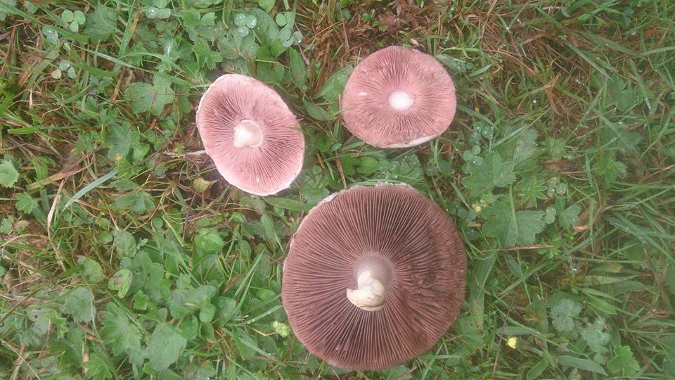 Tonya Hoşarlı Köyü Resimleri 50