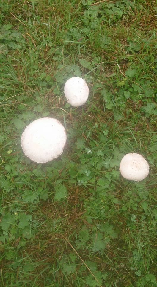 Tonya Hoşarlı Köyü Resimleri 54