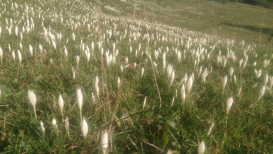 Tonya Hoşarlı Köyü Resimleri 58