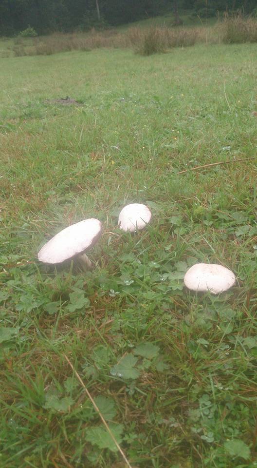 Tonya Hoşarlı Köyü Resimleri 63