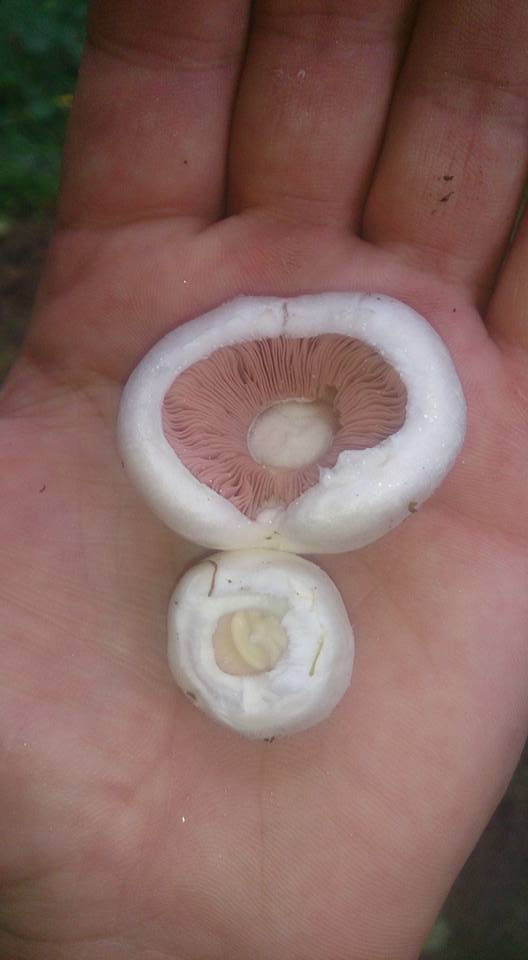 Tonya Hoşarlı Köyü Resimleri 7