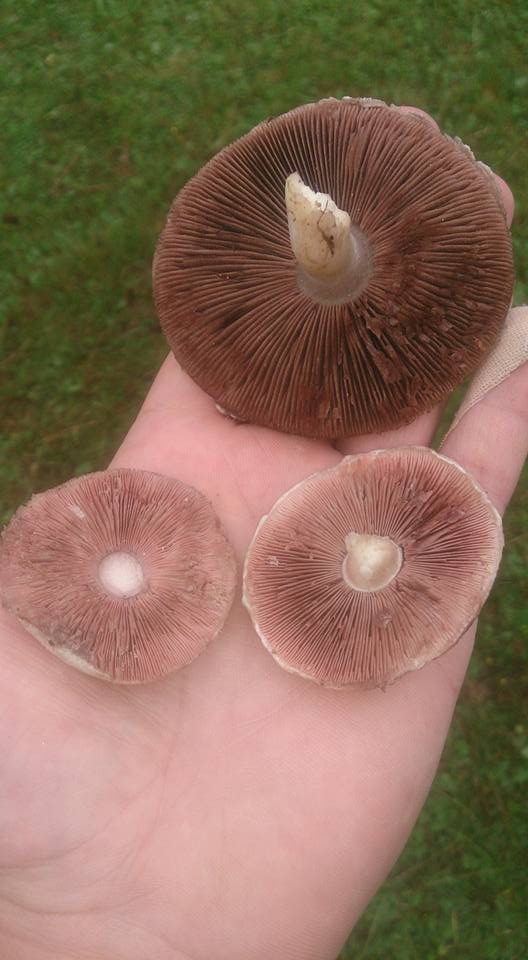 Tonya Hoşarlı Köyü Resimleri 8