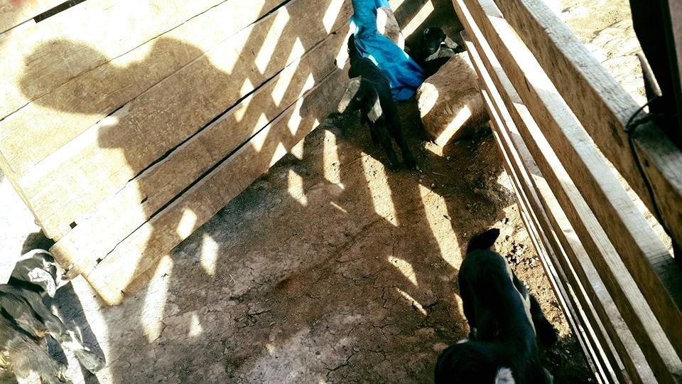 Adana Çukurova Küçükçınar Köyü Resimleri 10