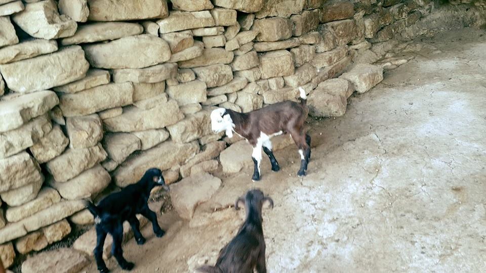 Adana Çukurova Küçükçınar Köyü Resimleri 11