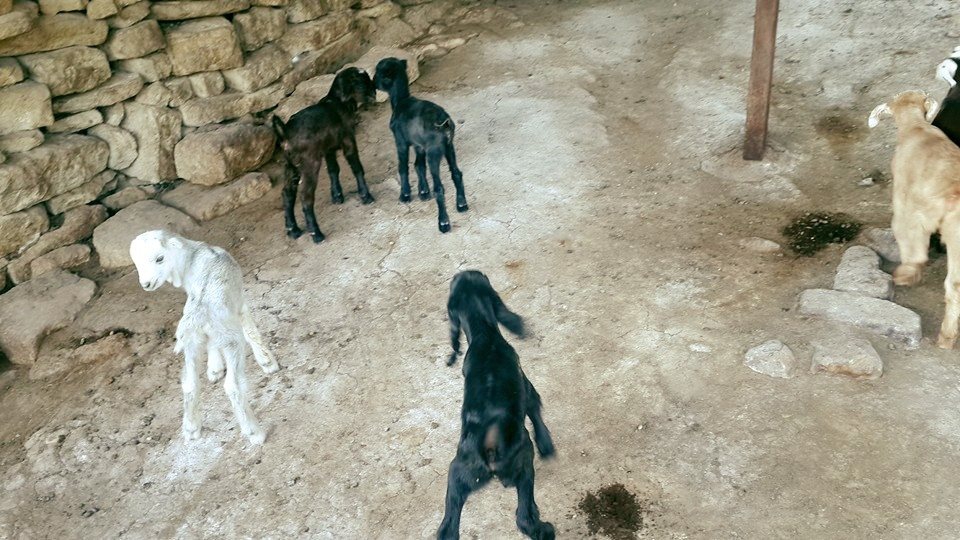 Adana Çukurova Küçükçınar Köyü Resimleri 12