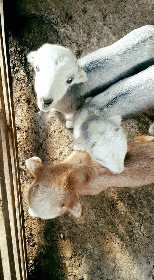 Adana Çukurova Küçükçınar Köyü Resimleri 13