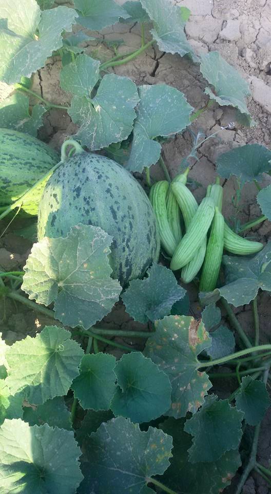 Adana Çukurova Küçükçınar Köyü Resimleri 6