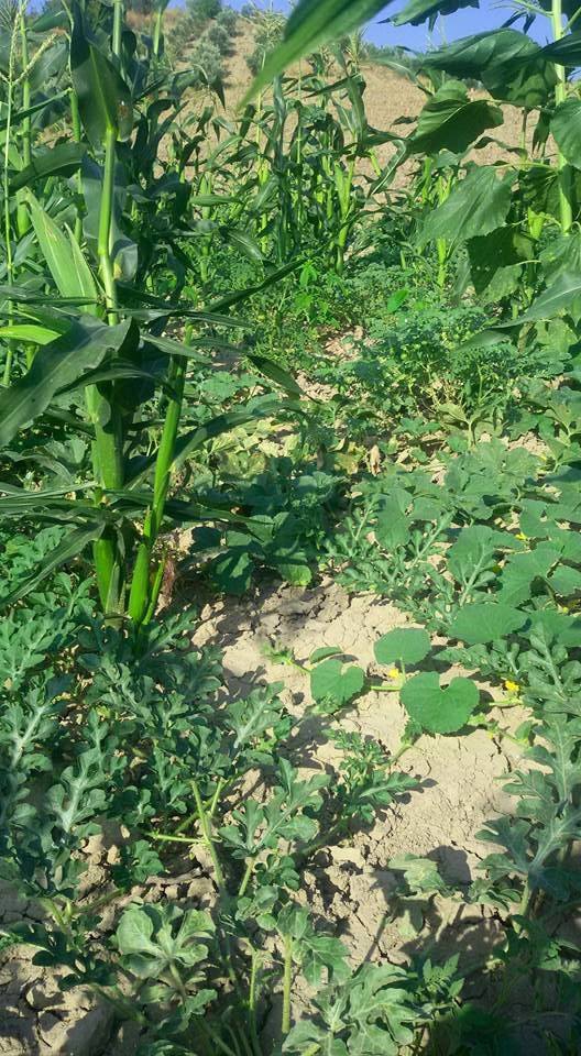 Adana Çukurova Küçükçınar Köyü Resimleri 7