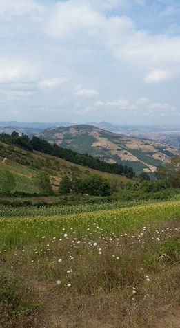 Bafra Ağcaalan Köyü Resimleri 2