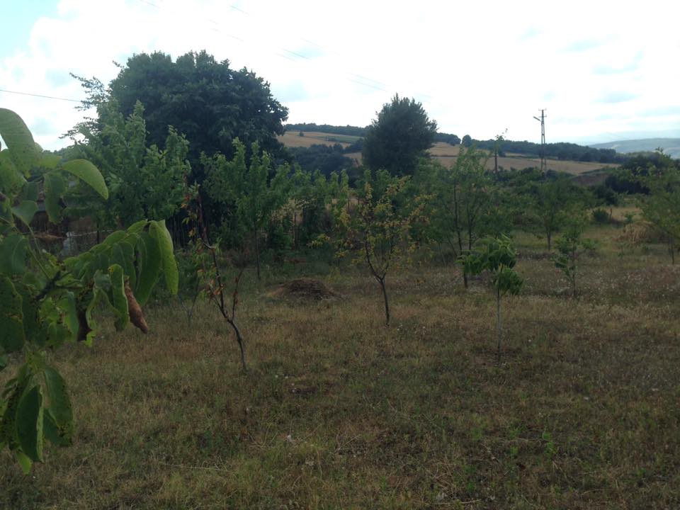 Bafra Aktekke Köyü Resimleri 5