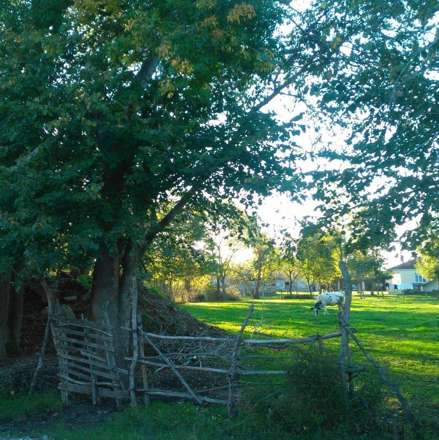 Bafra Altınay Köyü Resimleri 1