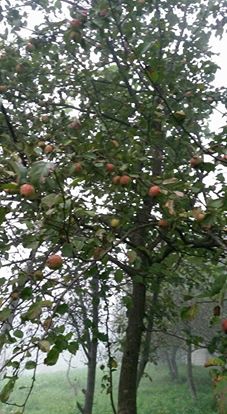 Tonya Kalemli Köyü Resimleri 23