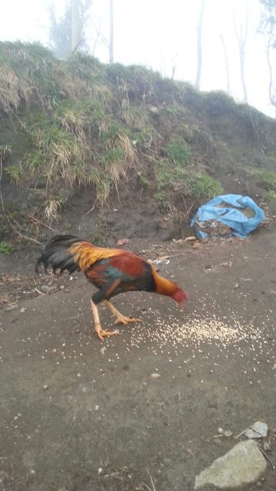 Tonya Kalemli Köyü Resimleri 30