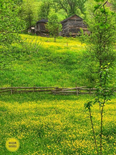 Tonya Kalınçam Köyü Resimleri 1