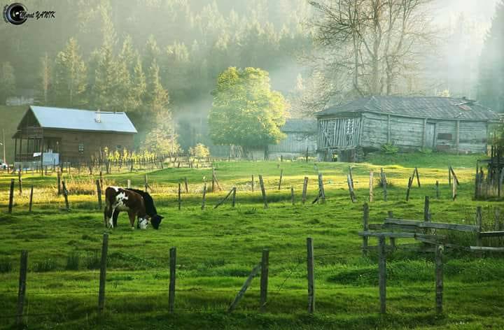 Tonya Kalınçam Köyü Resimleri 2
