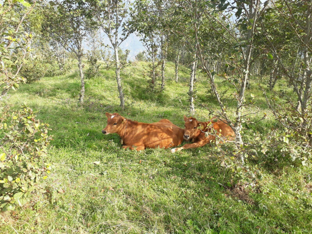 Tonya Kalınçam Köyü Resimleri 42