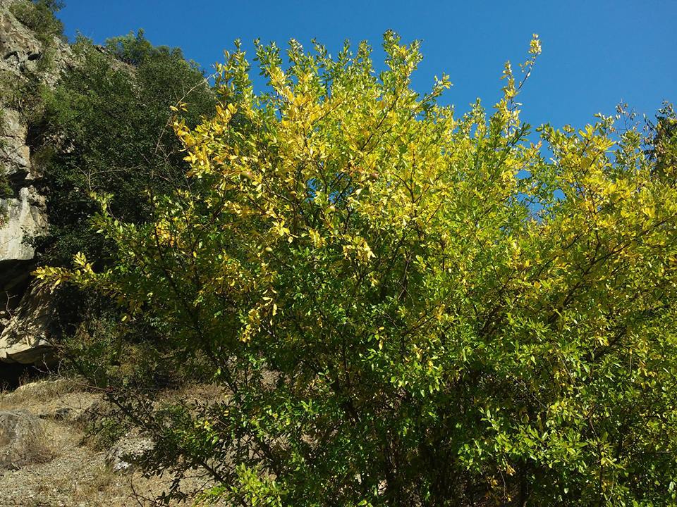 Bafra Çatak Köyü Resimleri 4