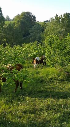 Bafra Darboğaz Köyü Resimleri 3