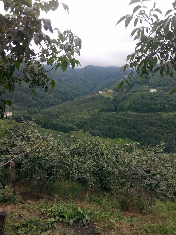 Bafra Dikencik Köyü Resimleri 3