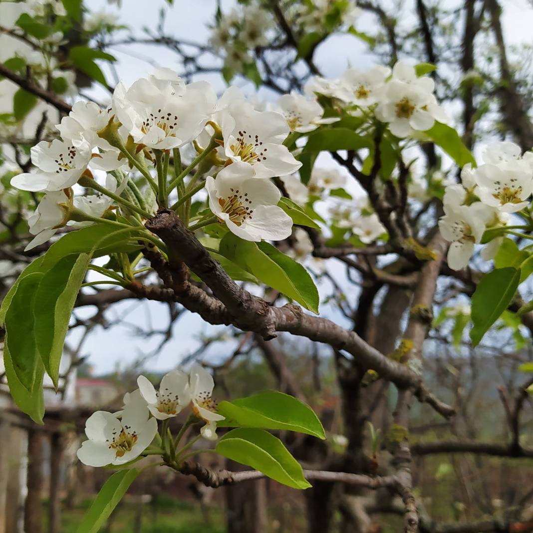 Bafra Dikencik Köyü Resimleri 6