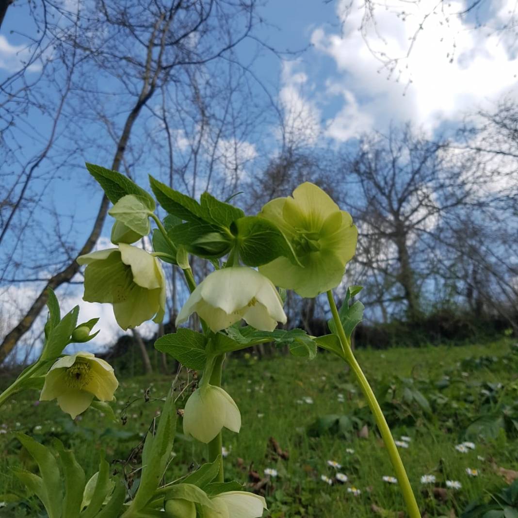 Bafra Dikencik Köyü Resimleri 7