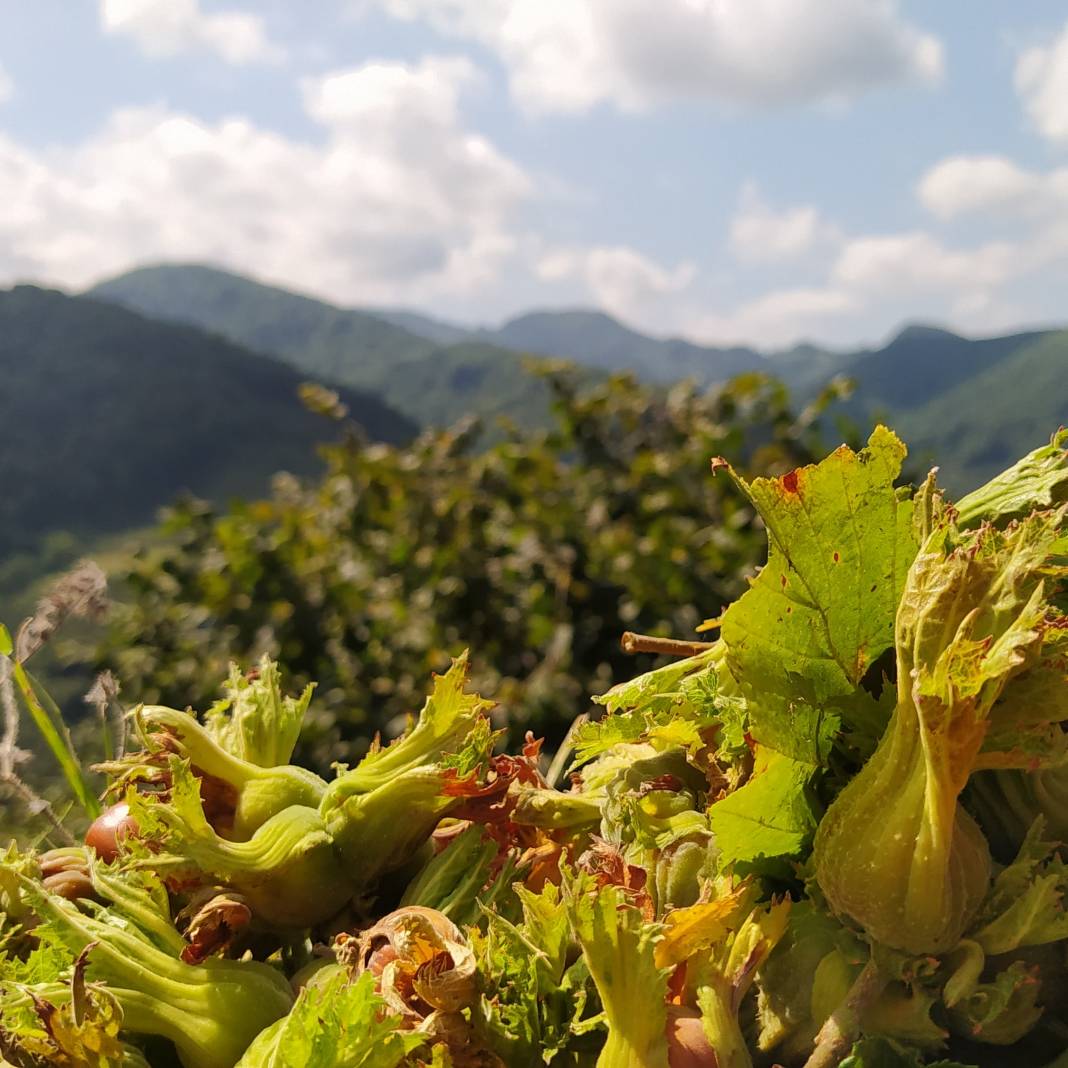 Bafra Dikencik Köyü Resimleri 8