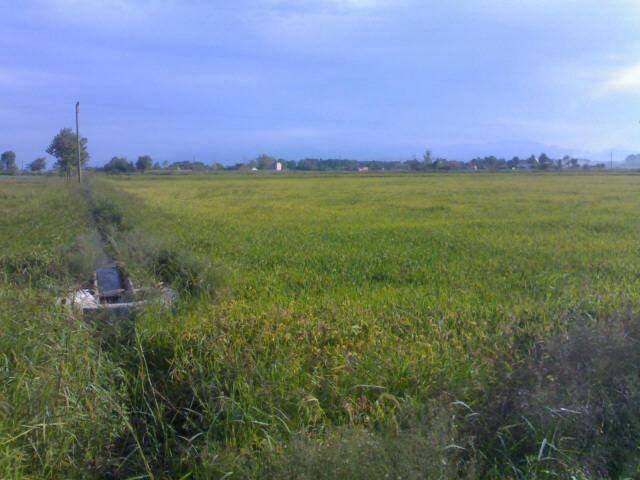 Bafra Doğanca Köyü Resimleri 2