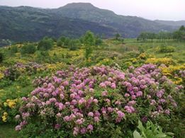 Tonya Karaağaçlı Köyü Resimleri 10