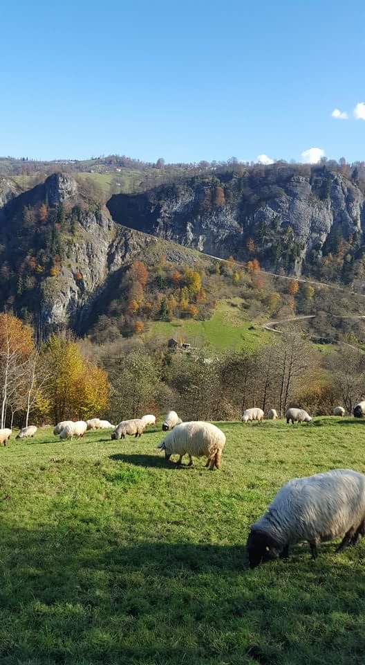 Tonya Karaağaçlı Köyü Resimleri 27