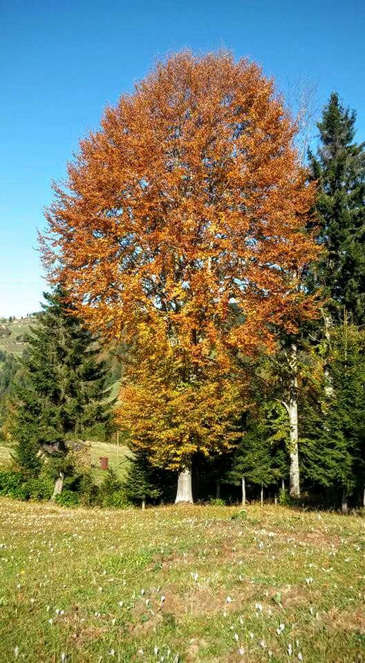 Tonya Karaağaçlı Köyü Resimleri 31