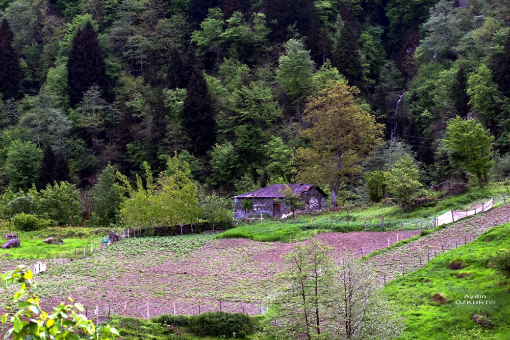 Tonya Karaağaçlı Köyü Resimleri 40