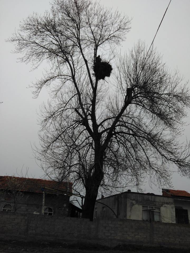 Bafra Elifli Köyü Resimleri 1