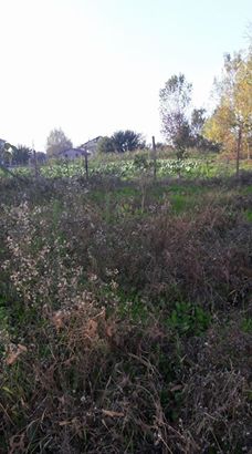 Bafra Elifli Köyü Resimleri 2