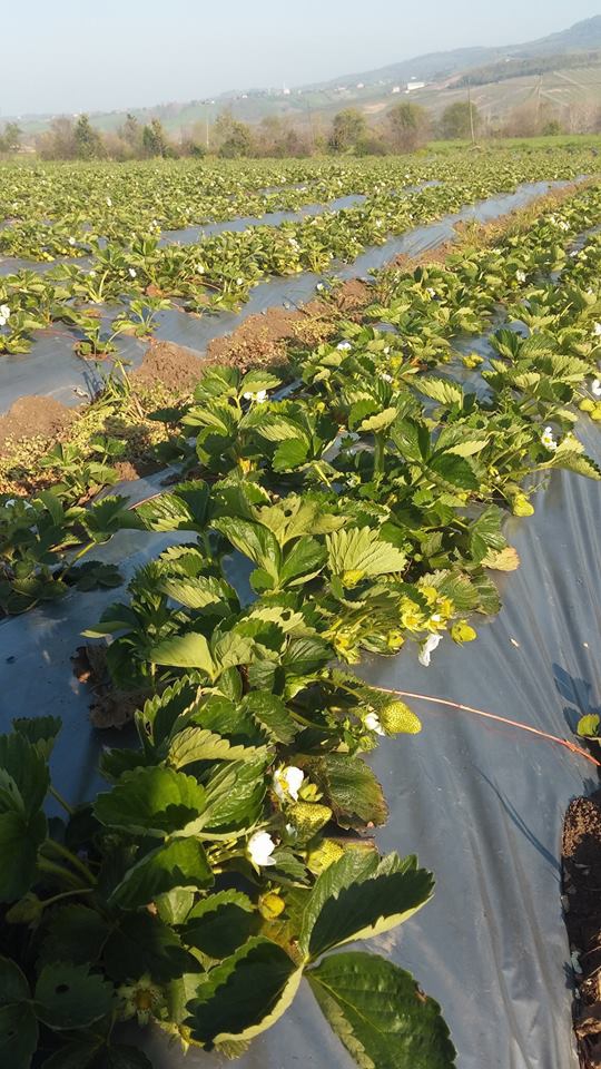 Bafra Elifli Köyü Resimleri 7