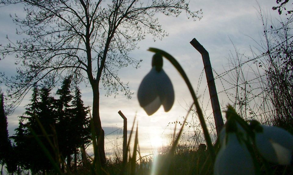Bafra Elifli Köyü Resimleri 8