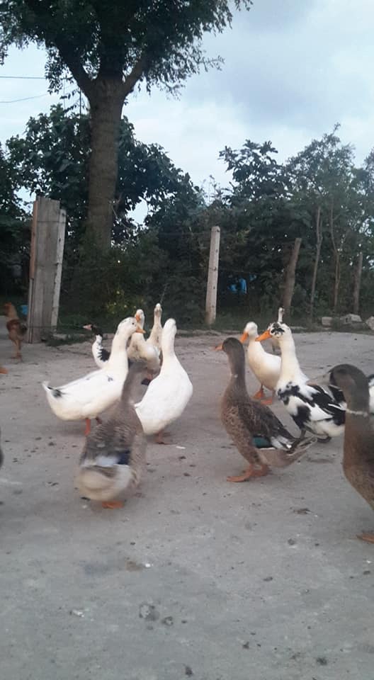 Bafra Emenli Köyü Resimleri 3