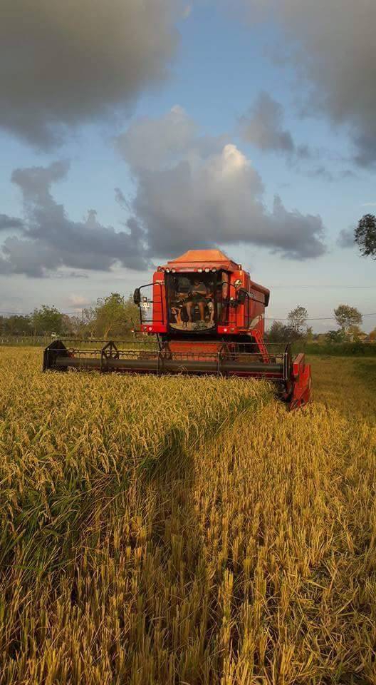Bafra Fener Köyü Resimleri 7