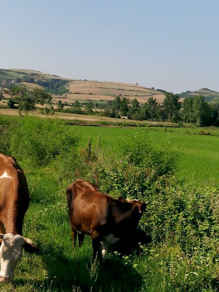 Bafra Gazibeyli Köyü Resimleri 4