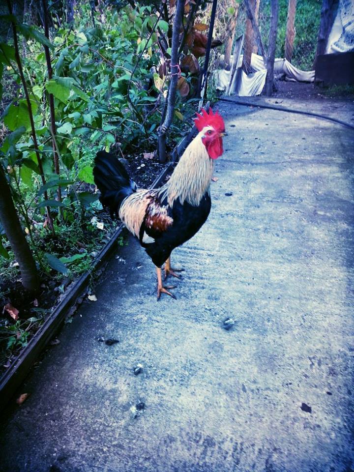 Tonya Kayacan Köyü Resimleri 26