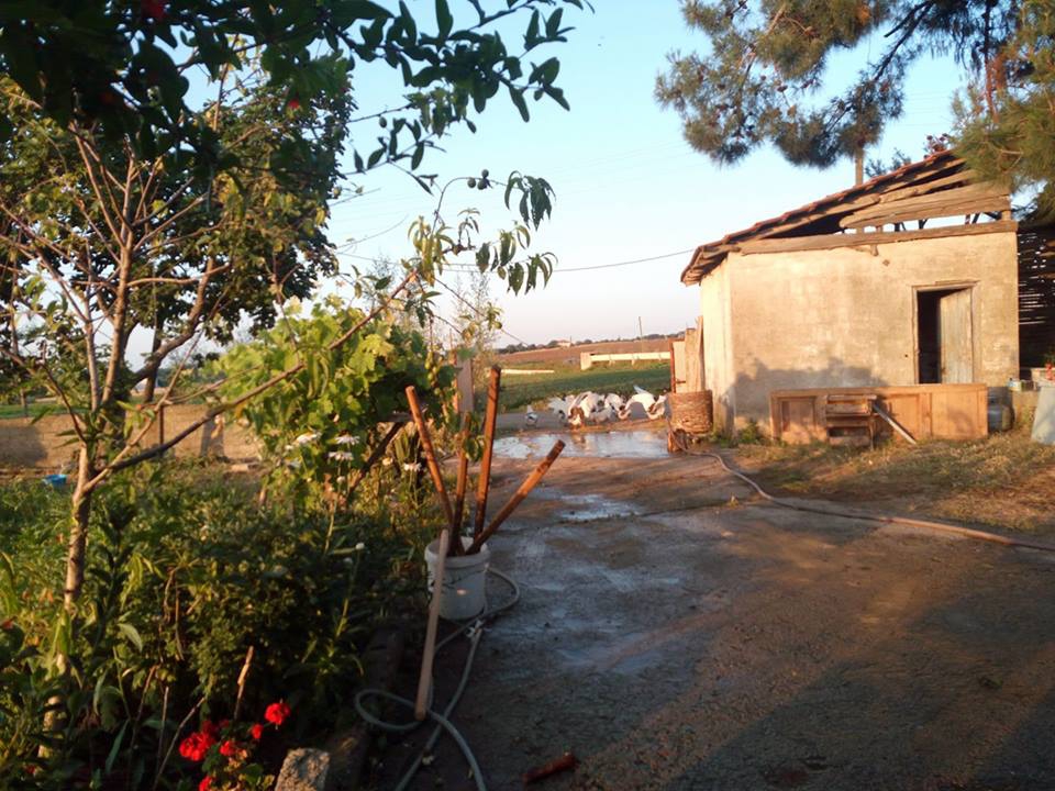 Bafra Harız Köyü Resimleri 2