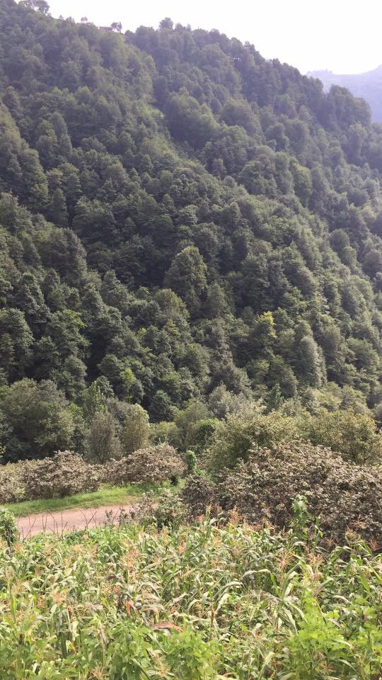 Tonya Kozluca Köyü Resimleri 10